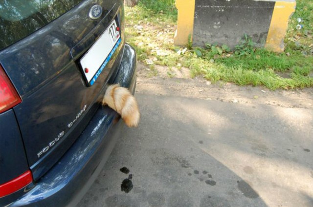 Училка по котоведению