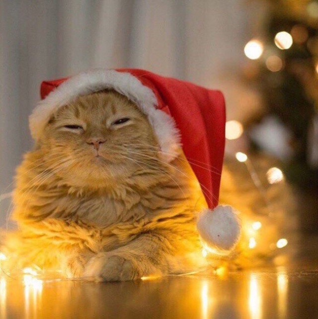 Коты и Кошки