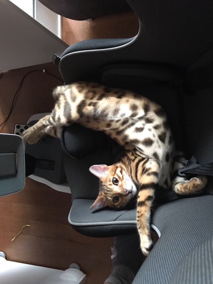 Котовторник!