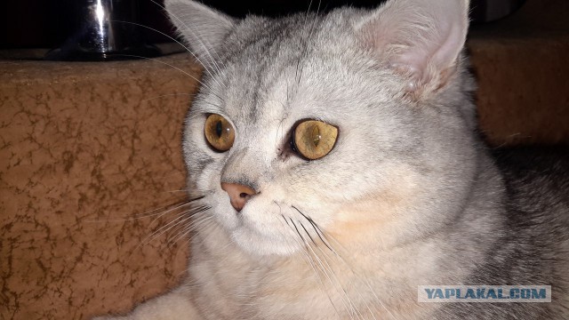 Прикольных котов пост
