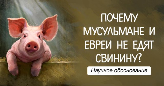 Почему мусульмане и евреи не едят свинину?