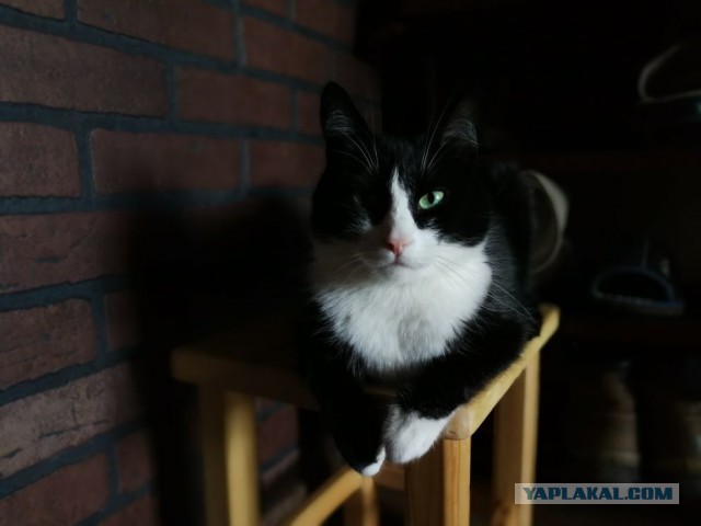 Котовторник 27.03.2018