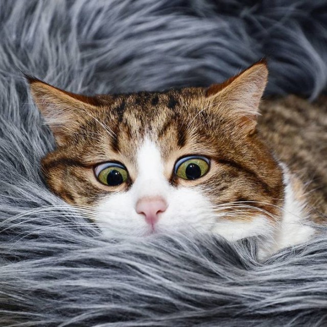 Прикольных котов пост