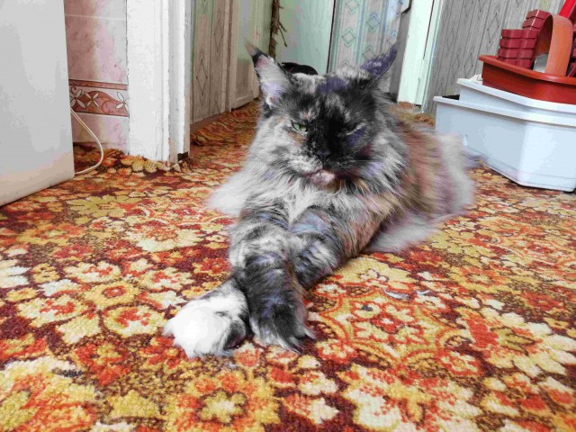 Котовторник