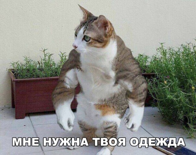 Немного "юморных" картинок с Ваших интернетов.