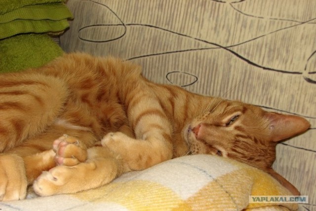 Котовторник на ЯПлакалъ (03.06), котята (31 шт)