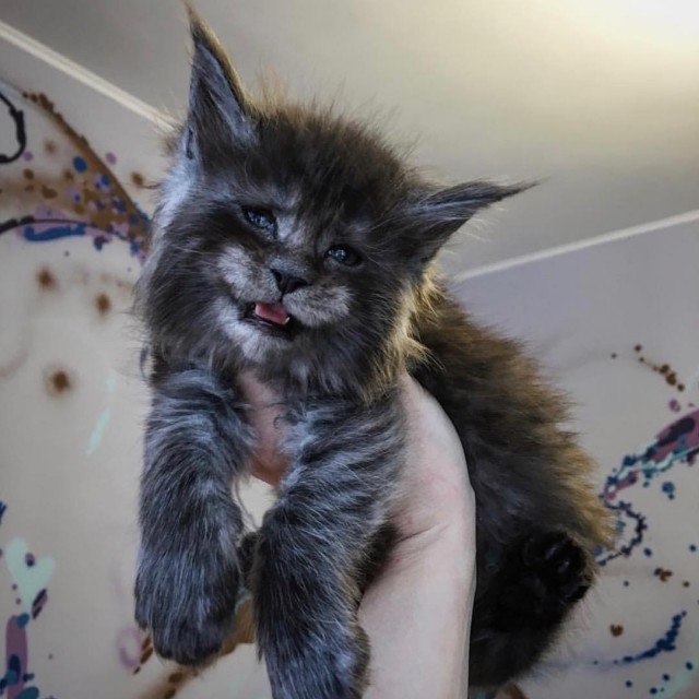 Котовторник 24.07.2018
