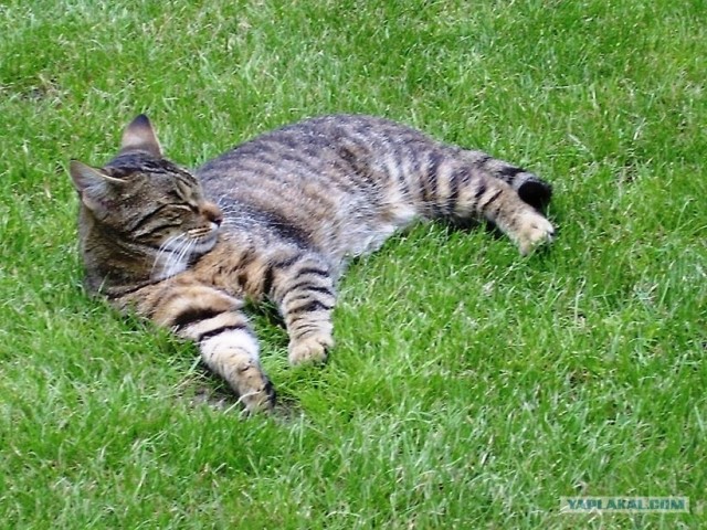Котейкин вторник! Космический 12.04!