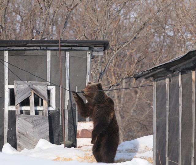 Камчатский электрик