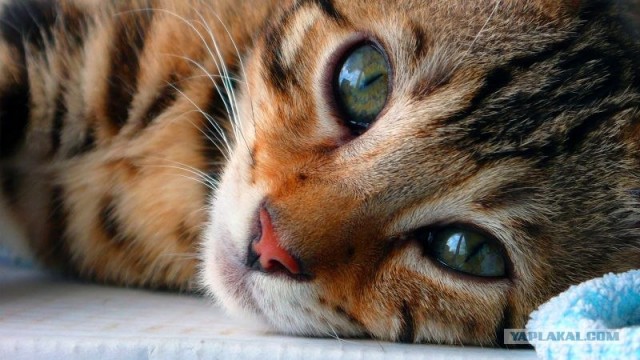 Сонный Котовторник