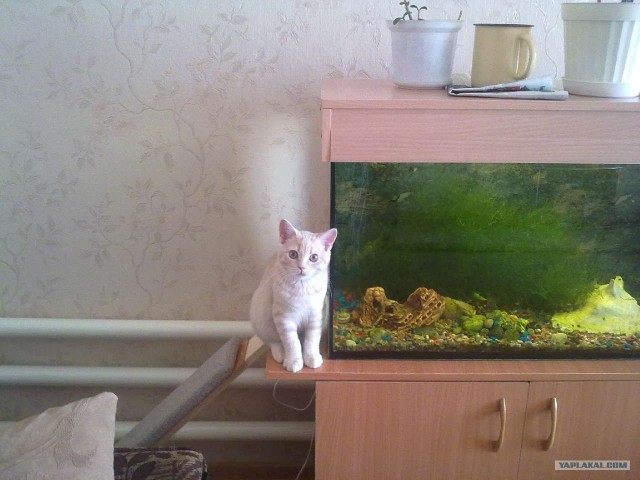 Котовторник 06.12.2011