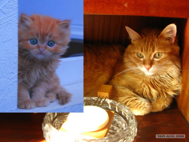 Котовторник 20.12.2011