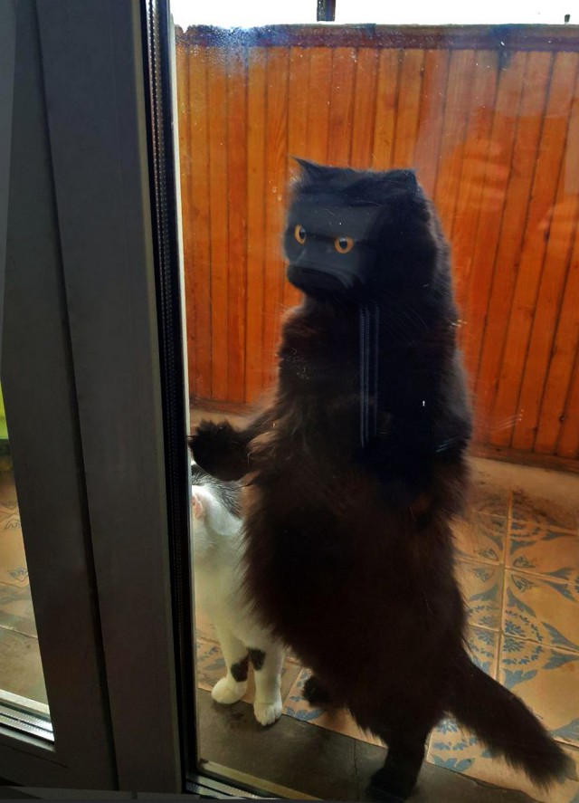 Прикольных котов пост