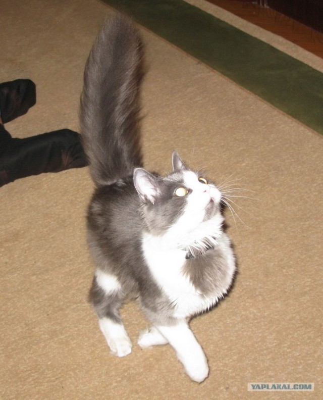 Котовторник (28.02.2012)