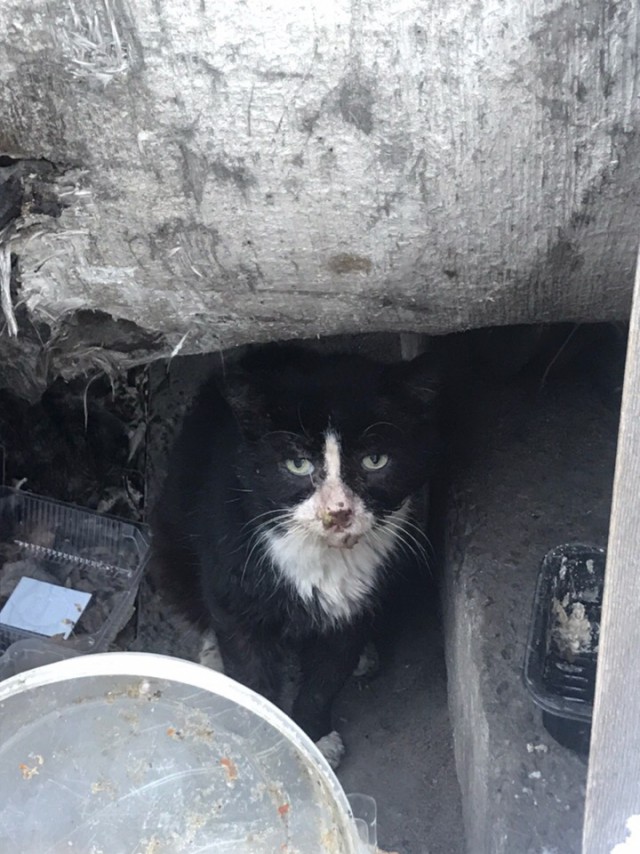 Прикольных котов пост