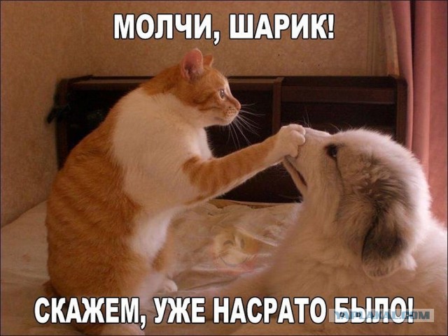 Прикольных котов пост