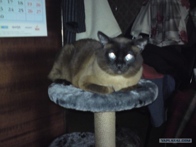 Котовторник  19.06.2012