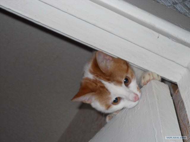 Котовторник  4.09.12