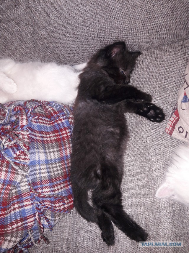 Раздаем котят в добрые руки.