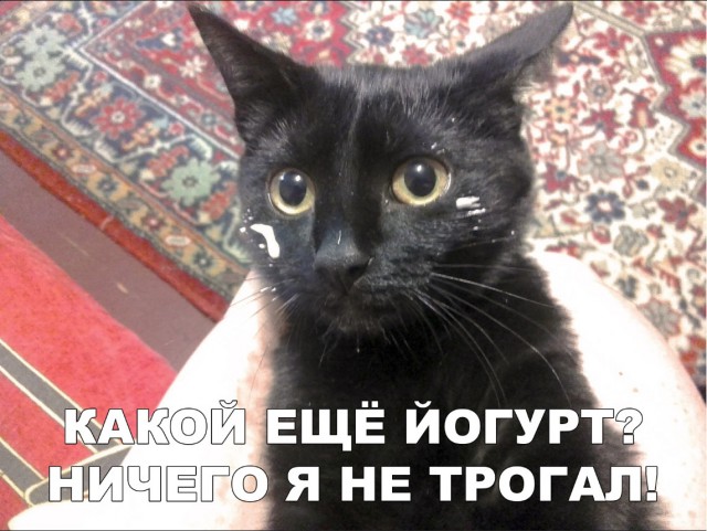 Забавные фото котеек