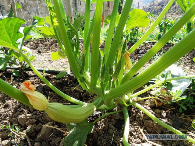 Пикантный салат из кабачков.