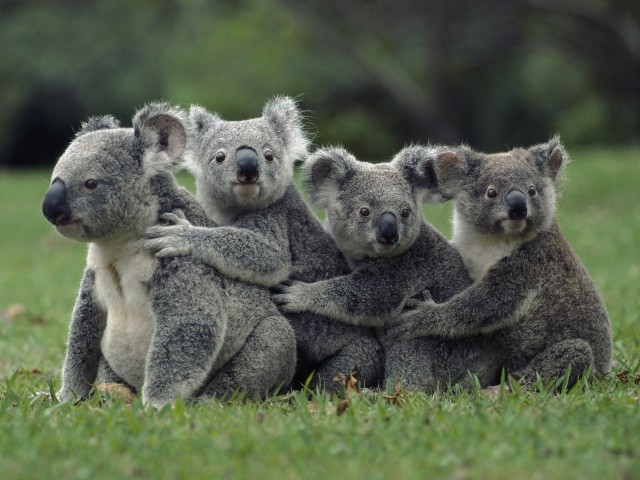 Подборка обоев, с ЯПа