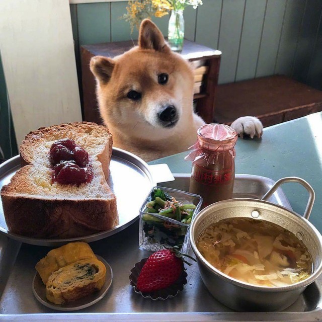 Живность из сети