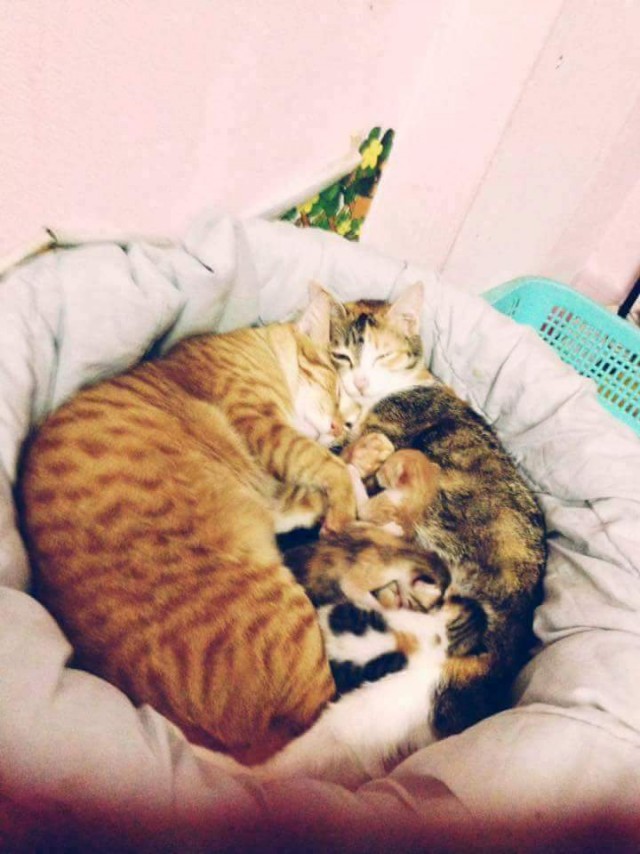 Забавные фото котеек