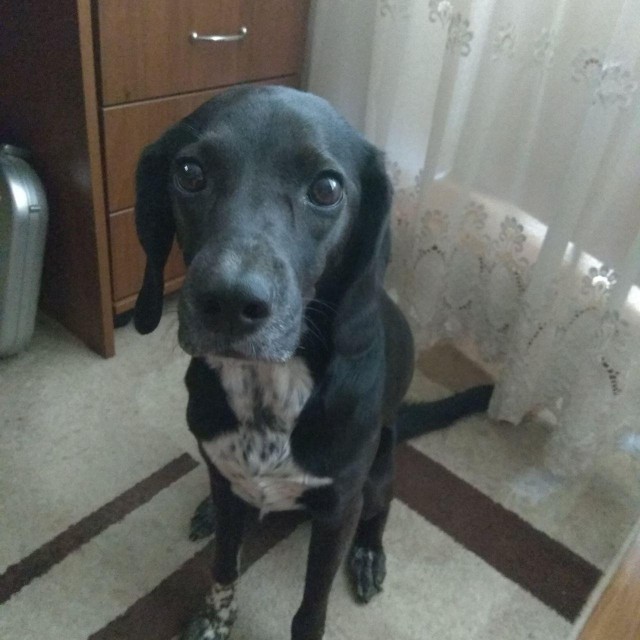 К собакочетвергу