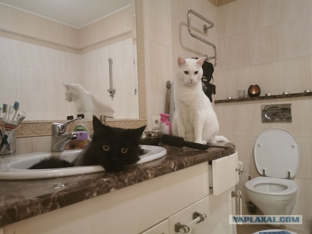 Ну, с котовторником!