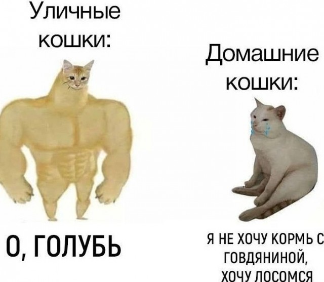 Юмор в картинках 21.09.20