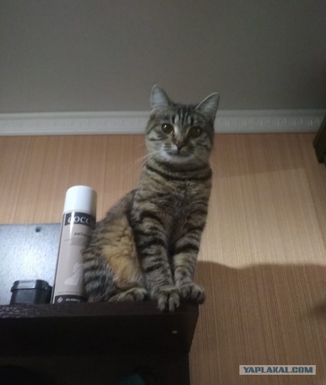 Котовторник. Добавляйте своих
