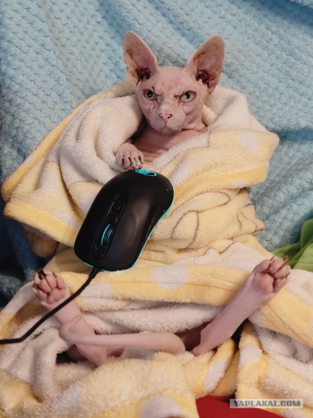 Котовторнику быть!