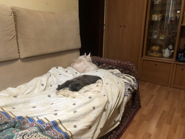 Даешь котовторник!