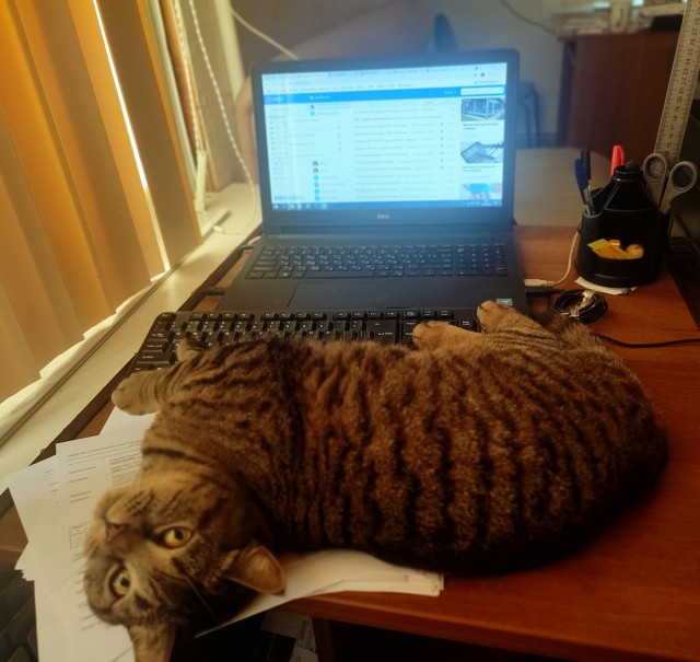 Котовторник. Поговорим о кличках, друзья