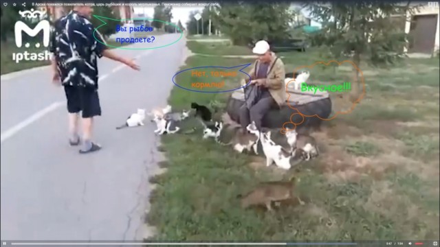 В Арске появился повелитель котов, царь рыбёшек и король мурлыканья. Пенсионер собирает вокруг себя кошачью стаю