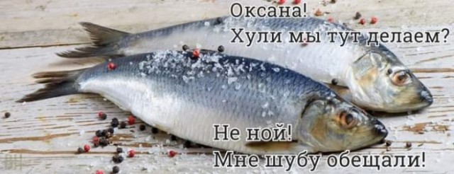 Весёлый полтишок 04.10