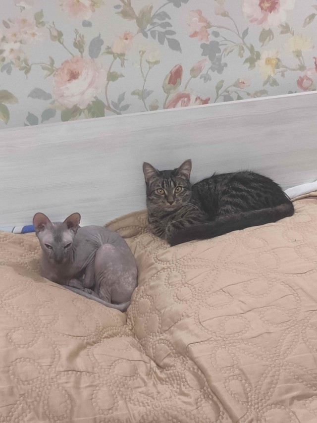 Вторник. Котэ. Пора