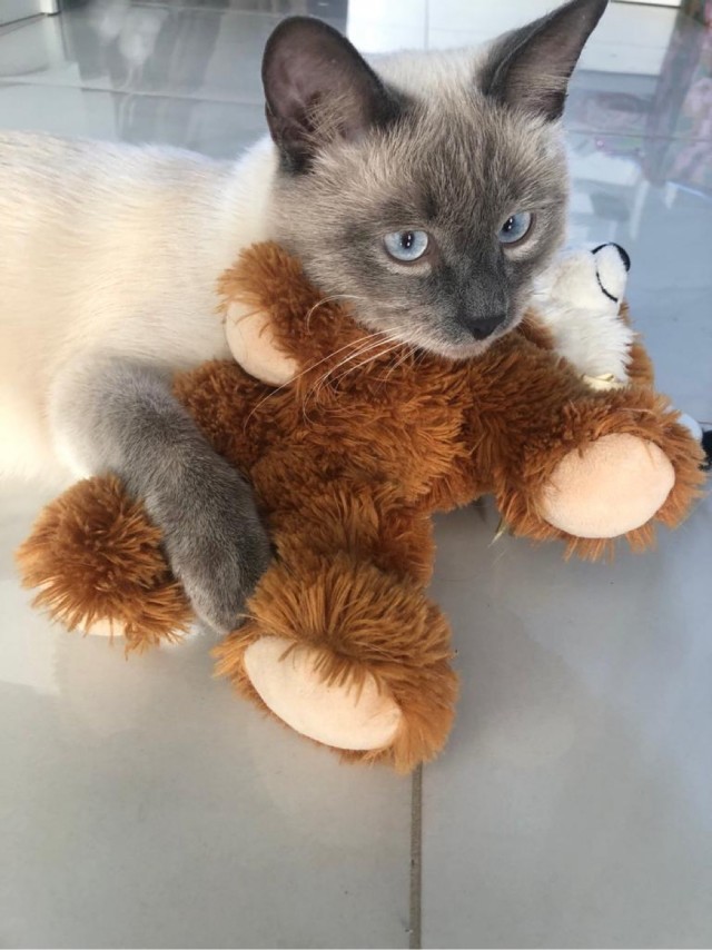 Ну, поехали в котоввторник!