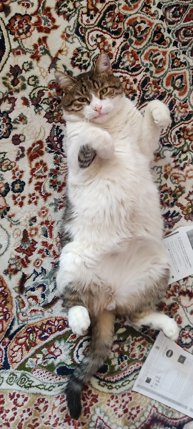 А вот и котовторник 24.05.2022