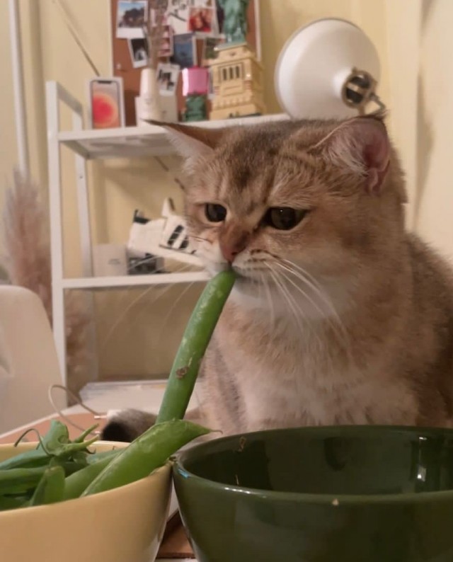 Начну котовторник чуть раньше!