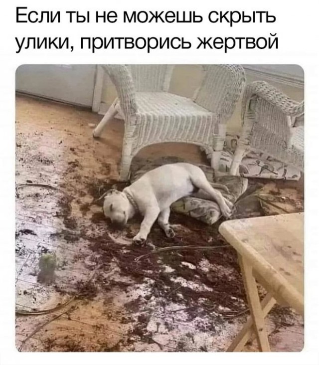 Мой сборник баянов