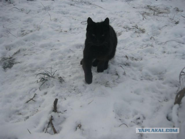Жизнь домашнего приюта для котеек 421