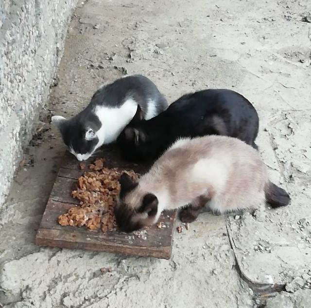 К котовторнику