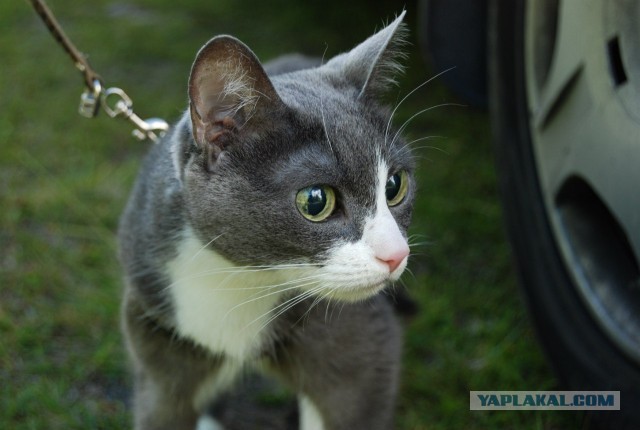 Котовторник 09.04.2013