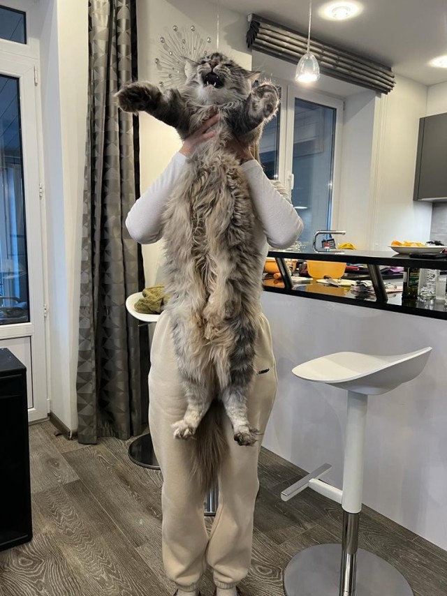 Позы для сна у кошек - что они означают?