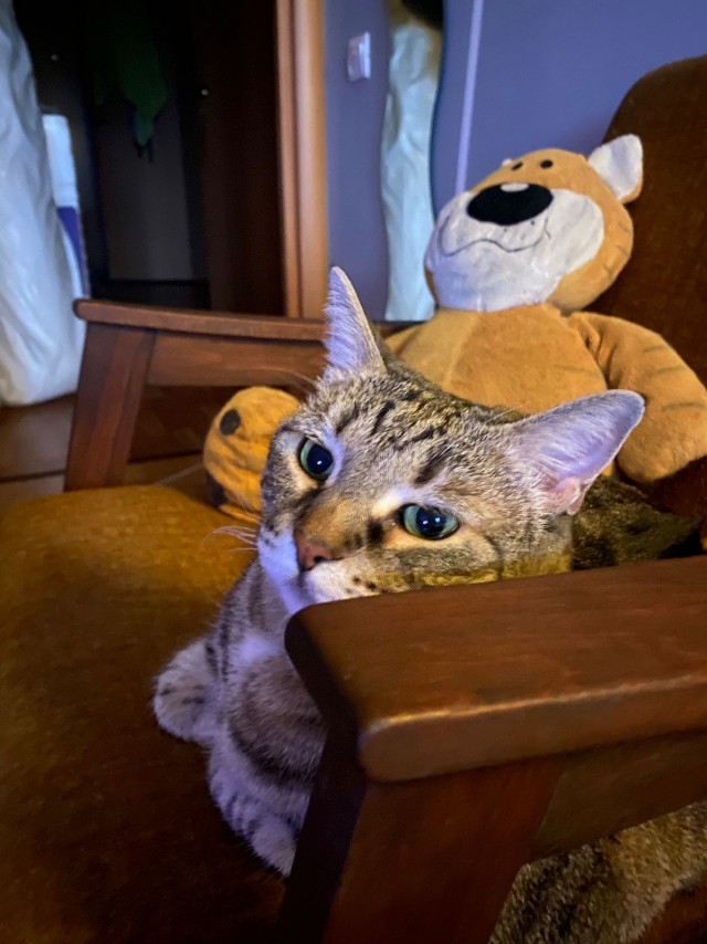 День уважения кошки