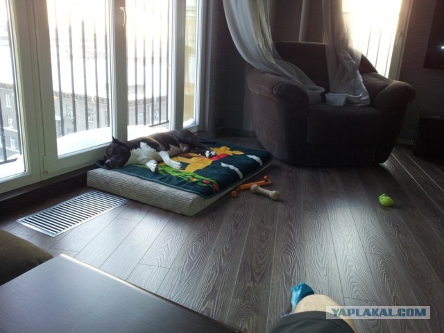 Фокус с хвостом! Кто сможет повторить..?