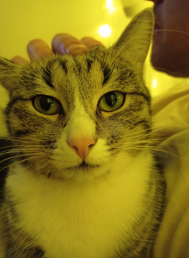 Подкидыш к котовторнику