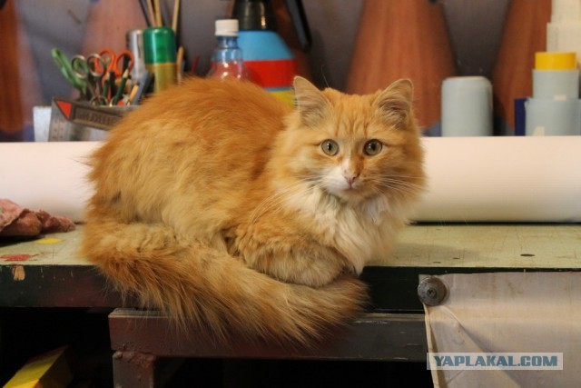 Коты, которые работают на заводах